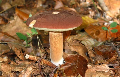 Мицелий польского гриба для продажи