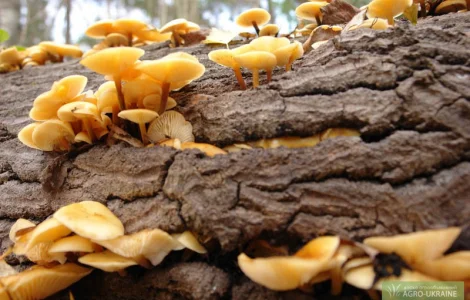 Мицелий опят для домашнего выращивания грибов