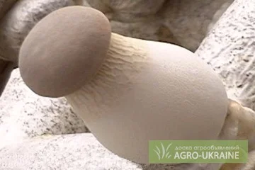 Міцелій королівської вешенки на продаж