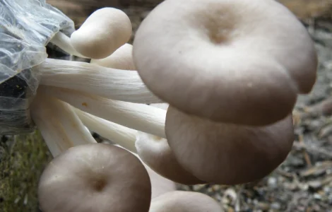 Мицелий вешенки Белый Эльф для домашнего выращивания