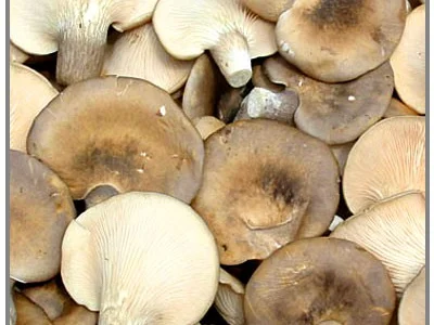 Міцелій вешенки морське вушко - продаж