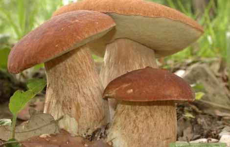 Семена білого гриба – якісний живий міцелій