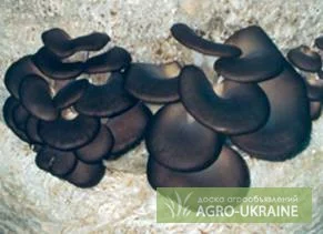 Міцелій вешенки штам китайський чорний