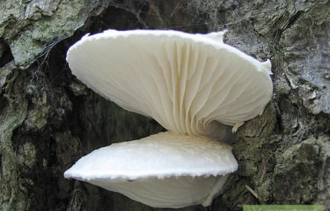 Вешенка дубовая