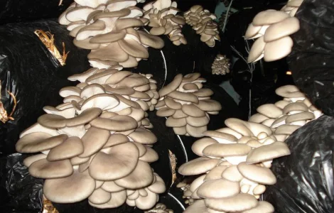 Выращивание вешенки. Мицелий вешенки обыкновенной недорого