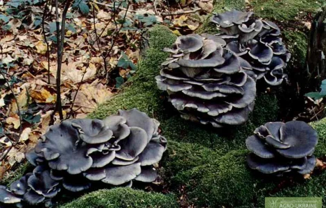 Семена грибів. Вешенка синій чулок