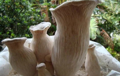 Мицелий вешенки белый чаудинский гриб на продажу