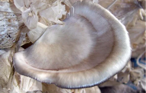 Мицелий вешенки флоридской для домашнего выращивания