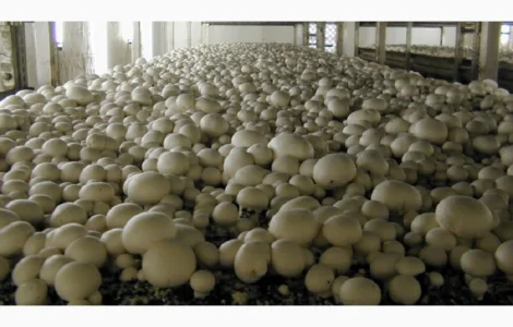 Мицелий шампиньонов для домашнего выращивания