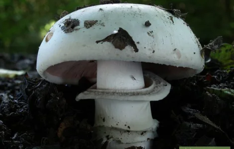 Мицелий шампиньонов двукольцевого для продажи