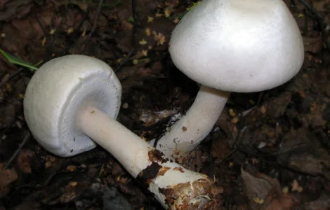 Мицелий шампиньона кривого – высокое качество