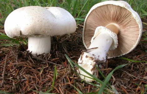 Семена крупноплодного шампиньона - высококачественный мицелий по доступной цене