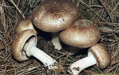 Грибница шампиньон лесной