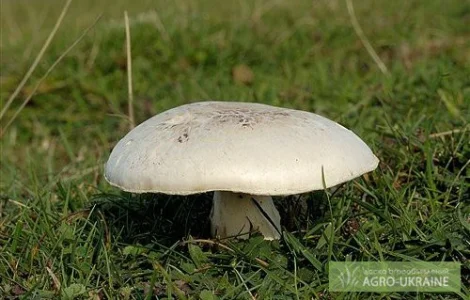 Мицелий шампиньонов - высококачественная грибница