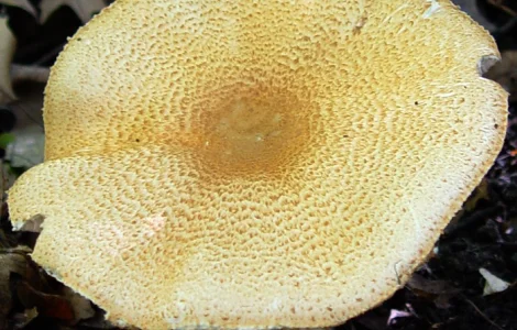 Мицелий грибов - шампиньон миндальный высокого качества