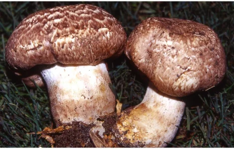 Мицелий шампиньона парового для выращивания