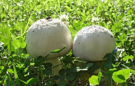 Шампіньйон польовий - міцелій для посіву