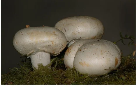 Мицелий шампиньона садового - популярный гриб для выращивания