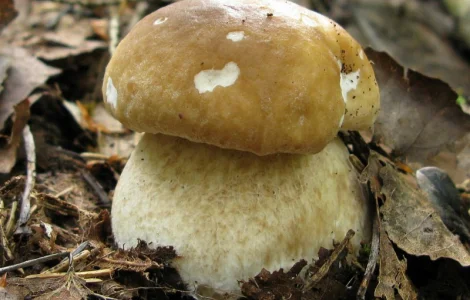 Живой свежий мицелий белого гриба с гарантией качества