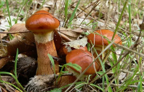 Міцелій опенька та інших грибів