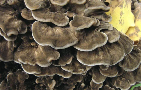 Міцелій мейтаке та інших грибів у продажу