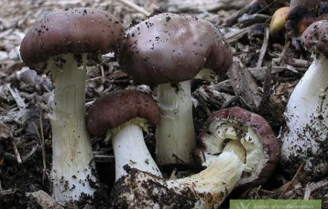 Мицелий кольцевика. Шампиньон,  чернильный гриб,  лисички,  трюфеля,  подосиновик,  опенок