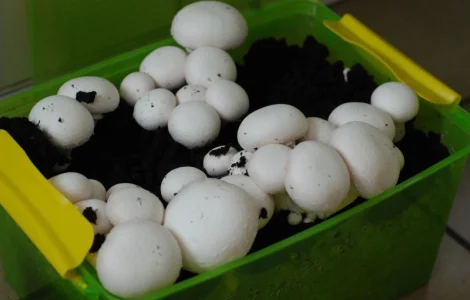 Мицелий шампиньонов - продажа