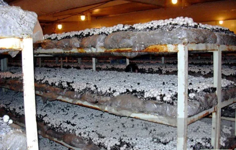 Мицелий шампиньонов - семена с гарантией 100% всхожести