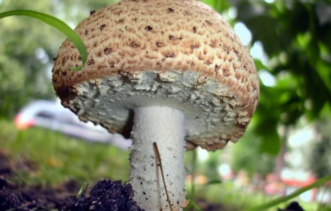 Мицелий августовского шампиньона по доступной цене