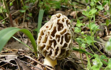 Мицелий Сморчка обыкновенного для выращивания грибов