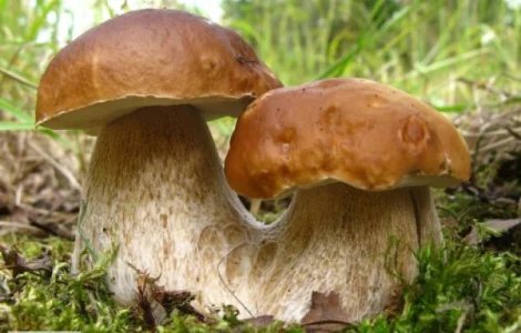 Мицелий белых грибов зерновой первичный с гарантией всхожести