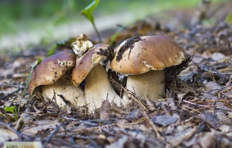 Грибница белого гриба - семена грибов для выращивания на приусадебном участке и помещении