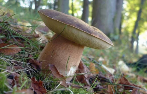 Семена белых грибов для посева на участках,  в помещениях,  в питомниках с гарантией