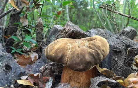 Рассада белых грибов для выращивания грибов под деревьями,  в питомниках,  в помещениях