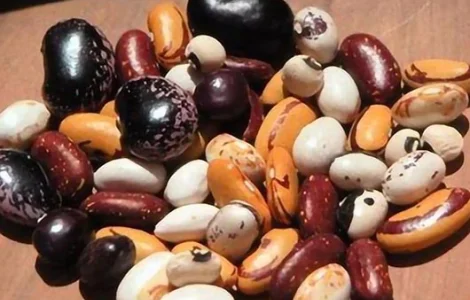 Насіння квасолі