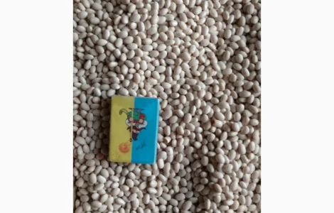 Продамо насінневий матеріал квасолі (фасоль)