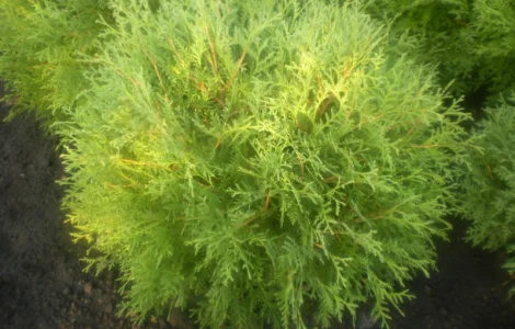 Туя Глобоза – продается