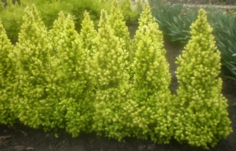 Саженцы карликовой канадской ели Conica – 7 лет, 80 см
