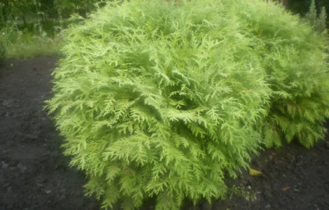 Туя глобоза