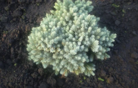 Саженец Ялівця Blue Star 7 лет