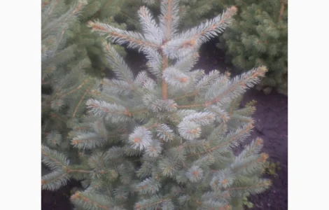 Саженцы голубой ели – 7 лет, высота 1-2 м