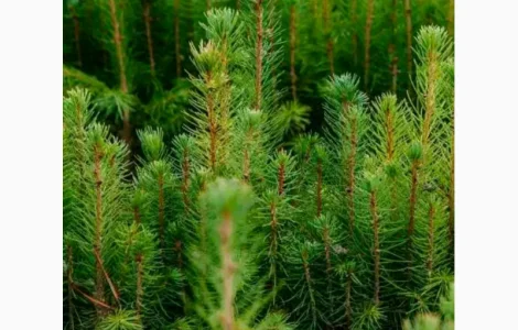 Саженцы европейской ели (смереки) из Карпат ОПТ