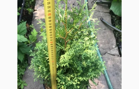 Туя западная Колумна(Thuja occidentalis ‘Columna) – 0, 80 см