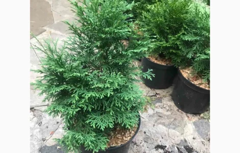 Туя западная "Смарагд" до 70см