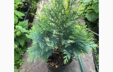 Саженцы кипарисовика Лавсона в продаже