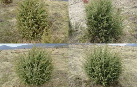 Саженцы можжевельник, Juniperus, Верес, съедобный, куст дерево