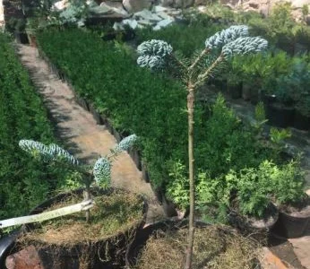 Саженцы туи смарагд и других хвойных растений