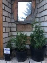 Саженцы туи смарагд в продаже