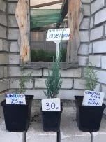 Туя смарагд.ялівець Blue Chip. Blue Arrow.Limeglow. Gold Cone.Hibernica