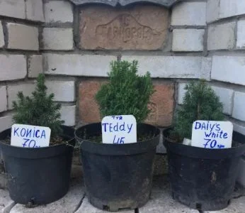 Туя смарагд. Ялинка Nidiformis, Konica